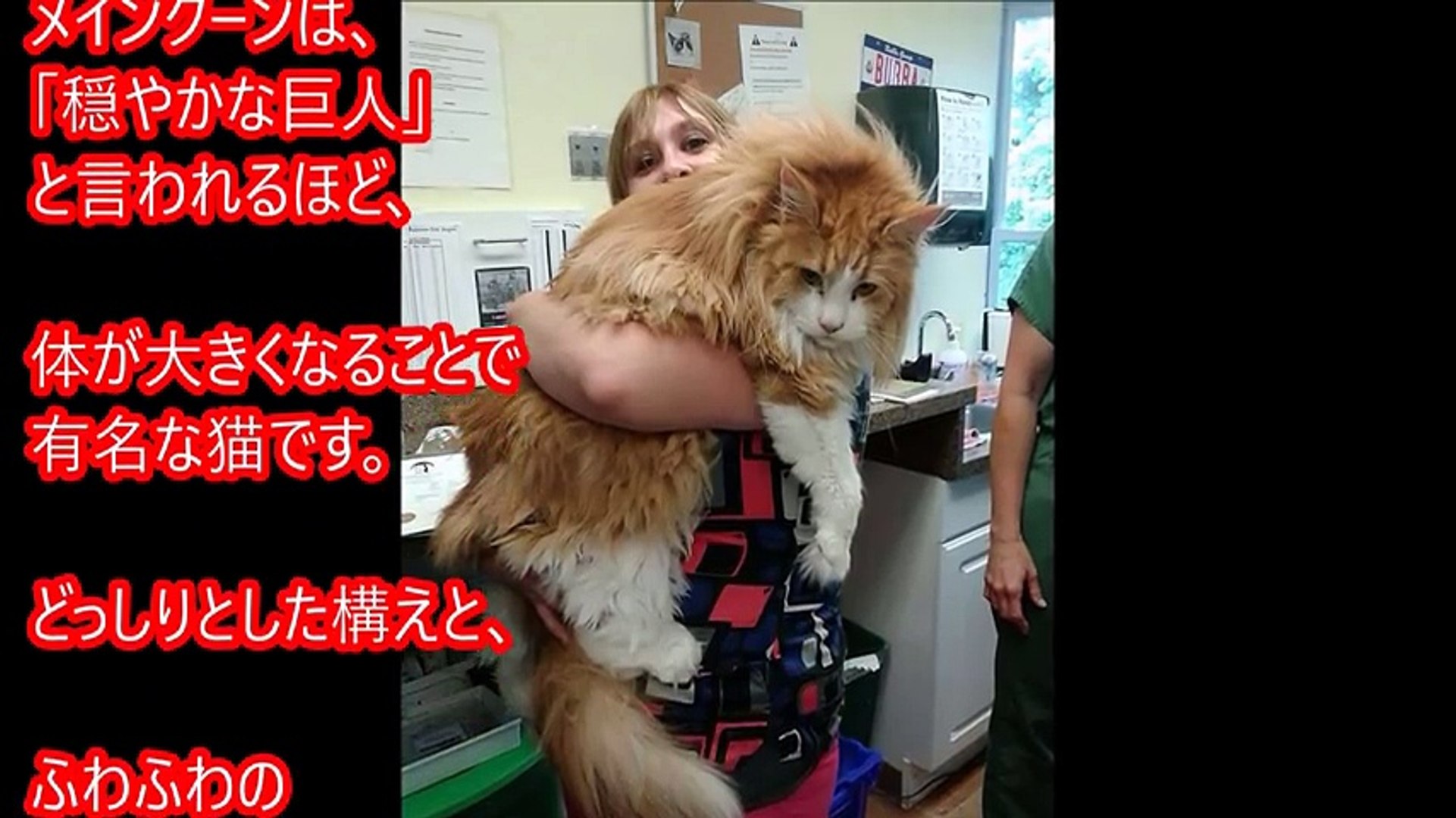 巨大猫メインクーンと飼い主 穏やかな巨人といわれる猫 Video Dailymotion