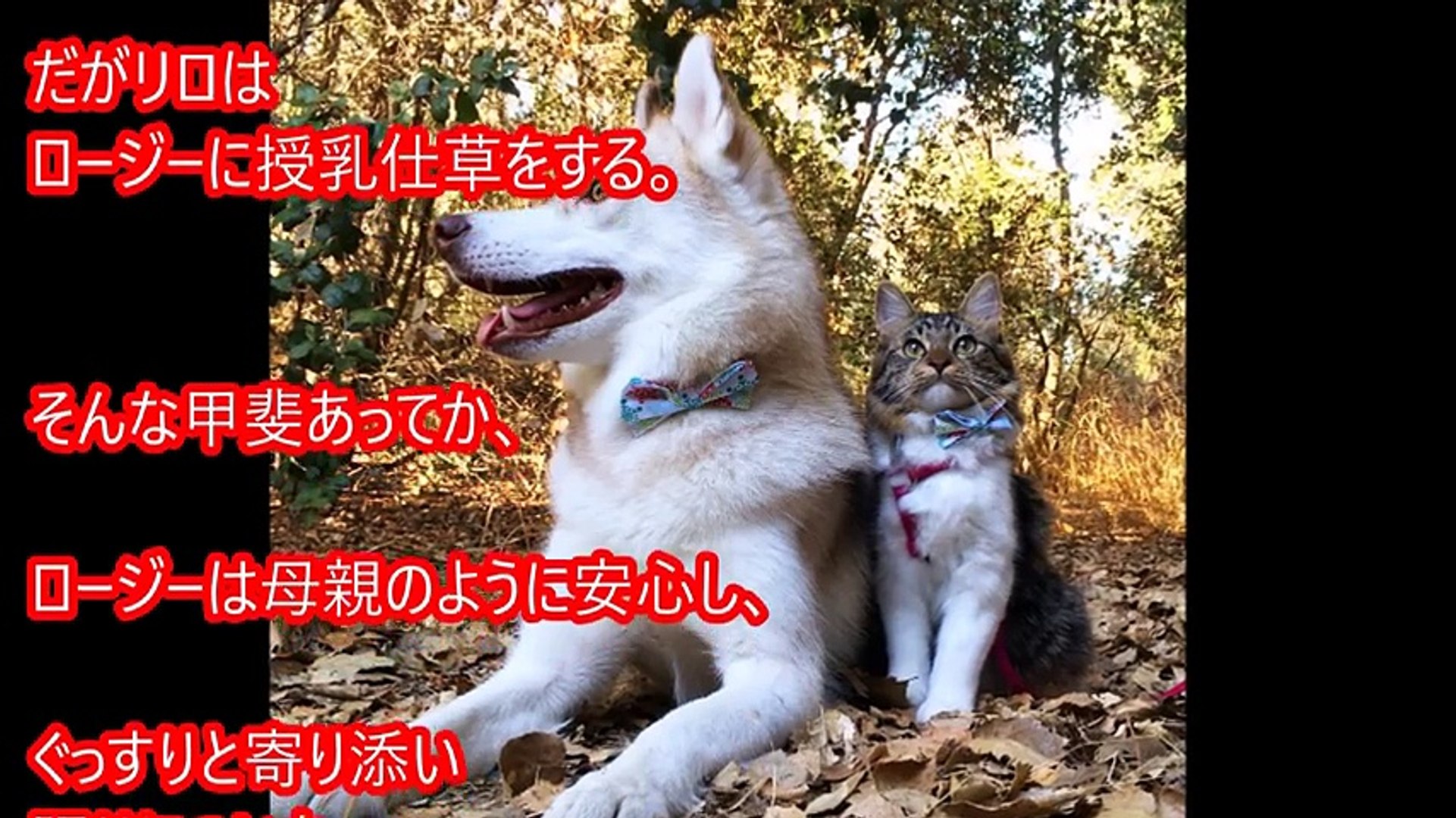 ハスキー犬に育てられた猫 自分を完全に犬だと思い込んだ姿がかわいすぎる Video Dailymotion