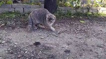 Cat stalking a mouse until...