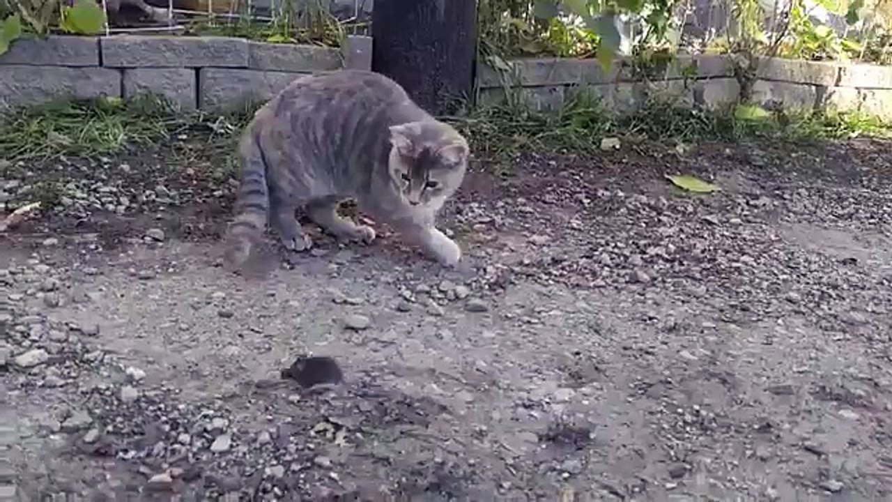 Cat stalking a mouse until...
