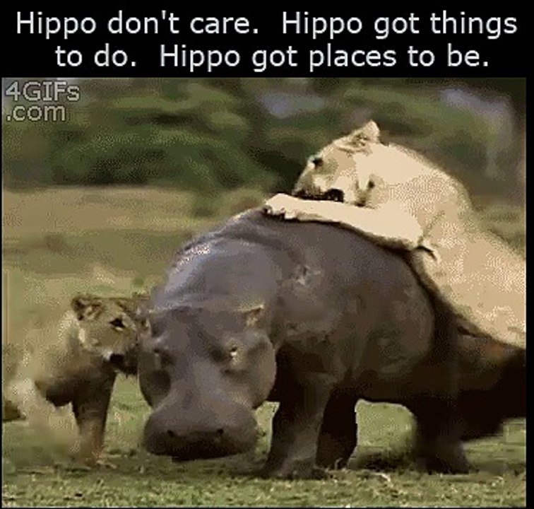 Lions biting on a hippo
