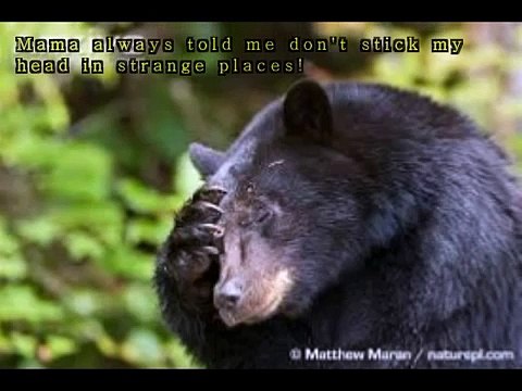 Aux Etats-Unis, des habitants sauvent un ours qui avait la tête coincée dans un seau