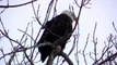 2. Американская плешивый скоро птицы орел Орлов полный в в в в Любовь на Это отдыха экран дерево смотреть hd