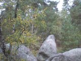 La forêt de Fontainebleau