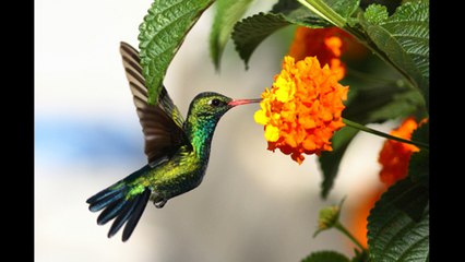 Flagra / Beija-flor na Janela