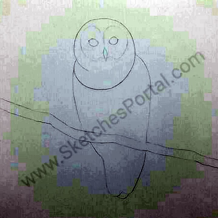 How to draw a Owl in 12 steps