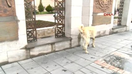 Kayseri Hollanda'ya Kangal Köpekli Protesto