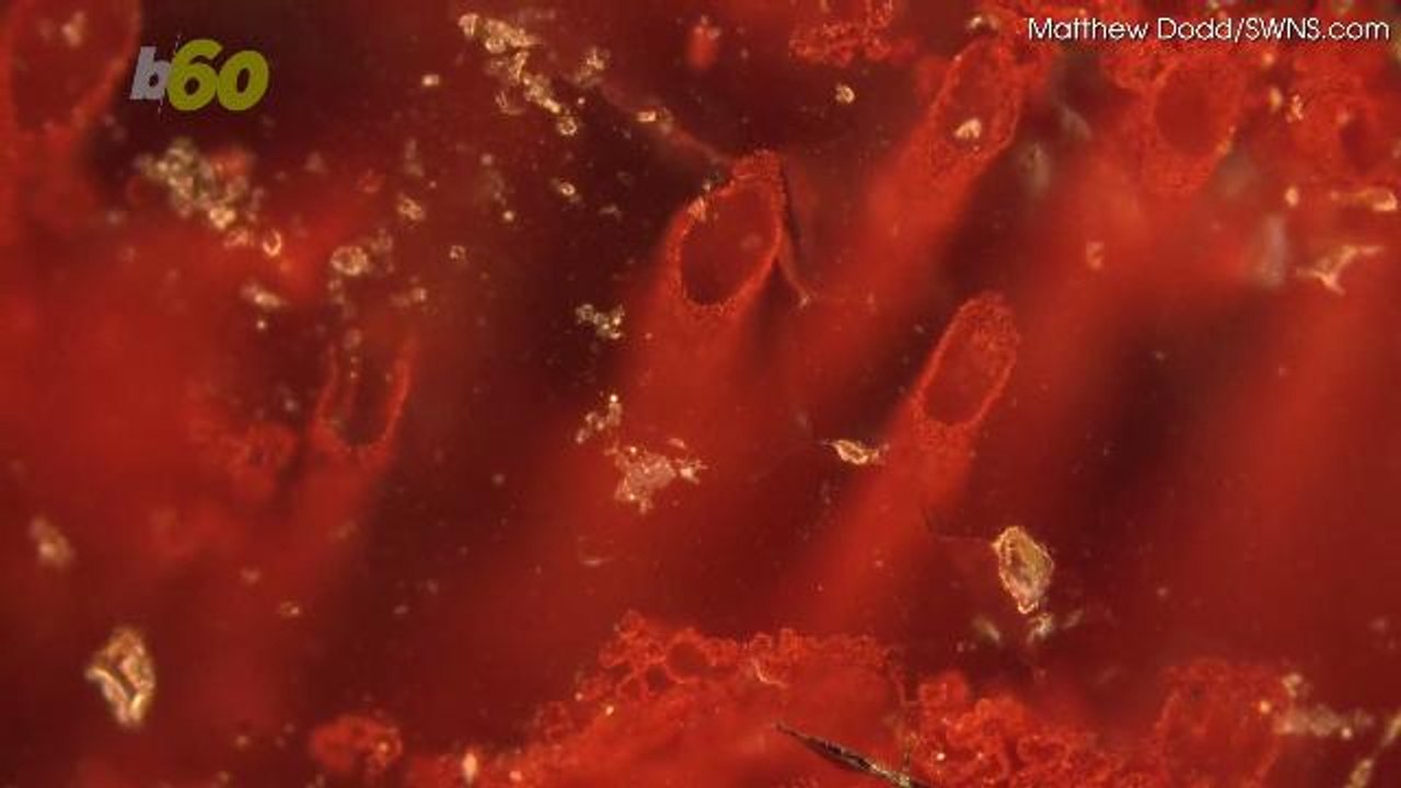 The World's Oldest Plant-like Fossils Have Been Found