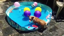 Corgi thrilled to be having pool party