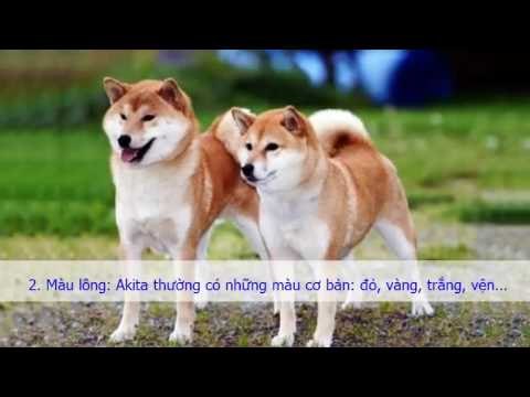 so sánh vài đặc điểm vật lí giữa hai giống chó akita và shiba lnu