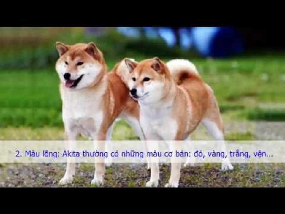 so sánh vài đặc điểm vật lí giữa hai giống chó akita và shiba lnu