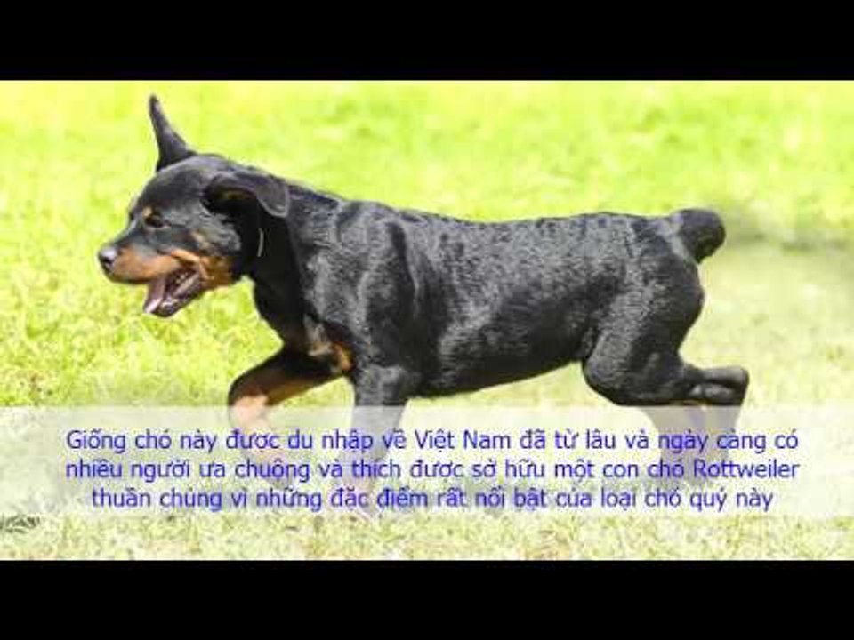 Giới Thiệu Giống Chó Rottweiler | Đặc Điểm Chó Rott Đức (hay Chó Rốt)