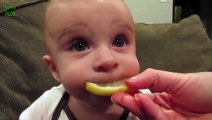 Babies Eating Lemons for the First Time Compilation 2013erwerw