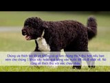 Thông Tin Giống Chó Portuguese Water Dog - Chó Của Nhà Obama