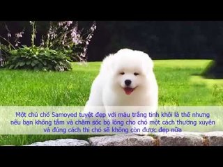 Cách chăm sóc lông cho Samoyed để có bộ lông đẹp nhất