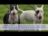 Bull Terrier - Giống chó có khuôn mặt ngây ngô cực đáng yêu