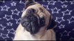 Pugs puppies barking Funny Video | Pugs Playing With Cat.