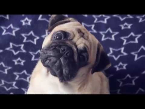 Pugs puppies barking Funny Video | Pugs Playing With Cat.