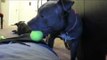 Dog playing with balls - Pitbull Dog Playing with balls Funny video