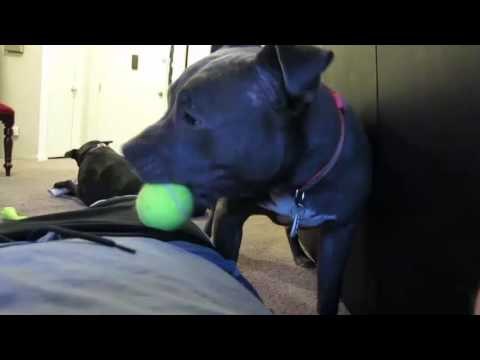 Dog playing with balls - Pitbull Dog Playing with balls Funny video