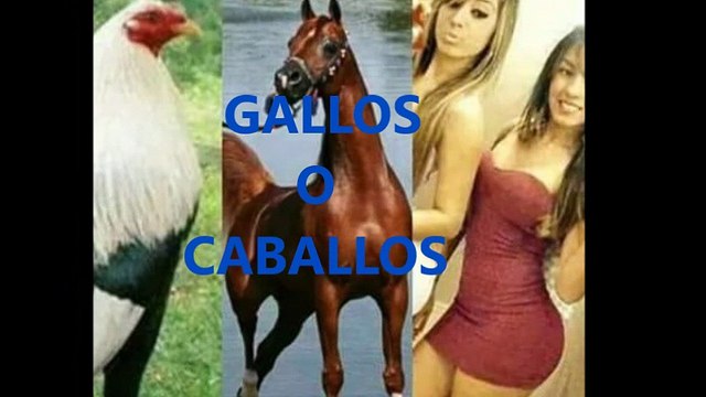 Gallos o Caballos