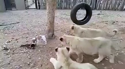 minik köpek aslanlara karşı
