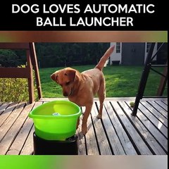 A-good-thing-to-entertain-your-dog-when-youre-not-home