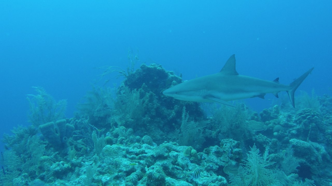 In the Field: Scuba Diving Belize's Half Moon Caye Wall