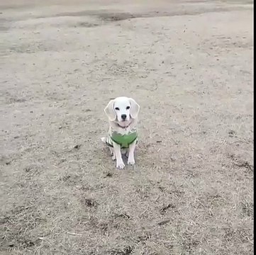 Solid-goaltending-1110