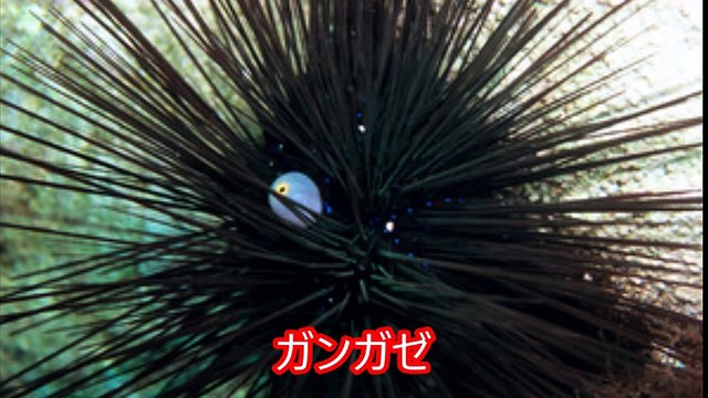 【閲覧注意】超危険生物 絶対に遭遇したくないマジでヤバイ毒を持つ危険な動物・生物！ その3【衝撃】