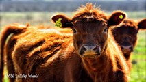 Música relajante con sonidos de la naturaleza Scottisch highlander Vacas Meditación RS Imagina