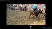 SUPER JARIPEO RANCHERO CABALLOS PURA SANGRE TOROS SALVAJES Y VALIENTES JINETES OJITAL CUAYO