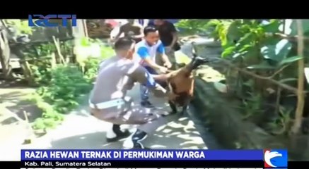 Aksi Kejar-kejaran Warnai Razia Hewan Ternak di Permukiman Warga