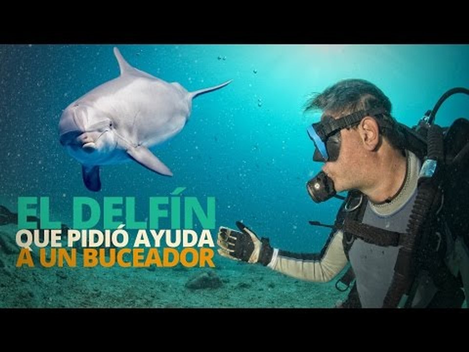 El delfín que pidió AYUDA a un buceador