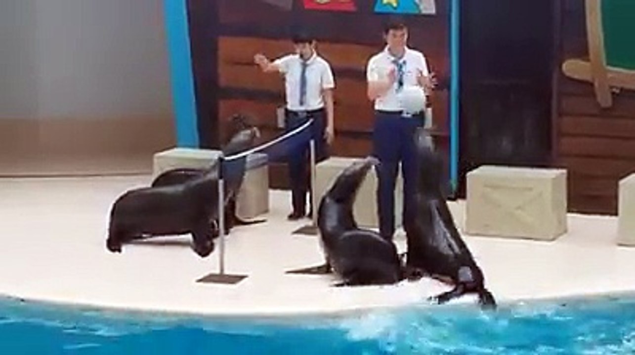 Baby Seals Playing Volleyball_Must Watch