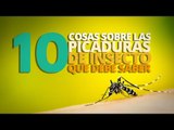 10 Cosas sobre las PICADURAS de insectos que debes saber