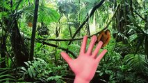 Самый большой в мире питон змея гигантской АНАКОНДЫ нашли в Амазонке самых удивительных диких животных