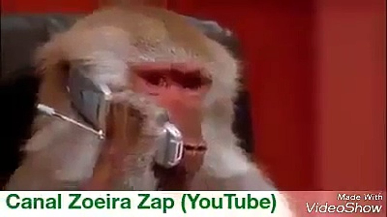 Macaca atende ligação erótica e traduz o que ouviu