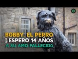 Bobby, el perro que esperó 14 años a su amo fallecido