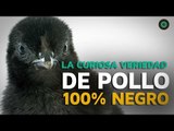 Variedad de pollo 100% negro de las plumas a los huesos