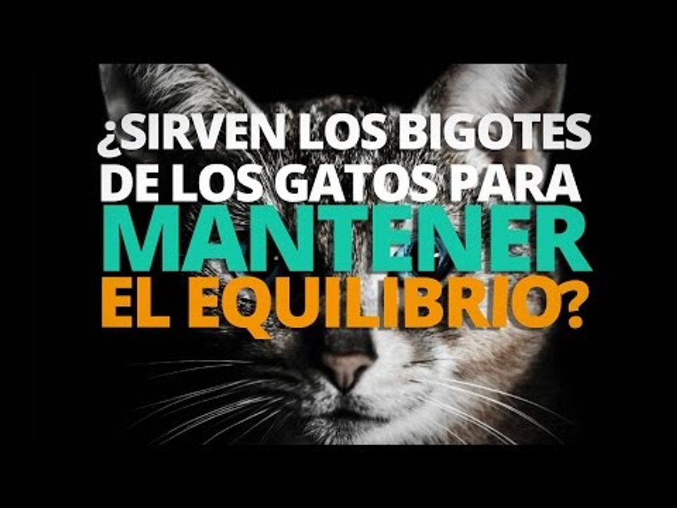 ¿Sirven los bigotes de gato para mantener el equilibrio?