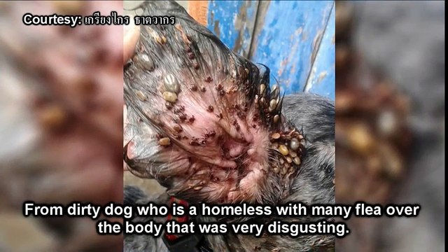 Man Gave Haircut to Homeless Dog and Cleaned Up Awesome Ticks and Flea Turn to Beautiful Dog