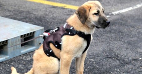Türkiye'nin Günlerce Konuştuğu 'Kuyu' Köpek Karantina Altına Alındı