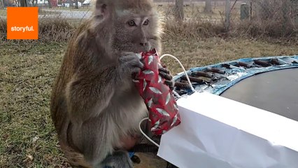 Bugs the Monkey Celebrates 17th Birthday