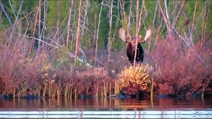 Monster Manitoba Moose Hunting Video 2017