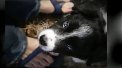Find Pet Friendly Hotels on TripsWithPets.com