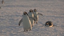 Unos 6 millones de pingüinos adelaida viven en la Antártida Oriental