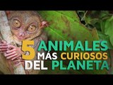 Los 5 animales más CURIOSOS del planeta