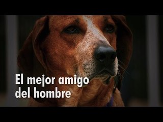 El Perro: el mejor amigo del hombre