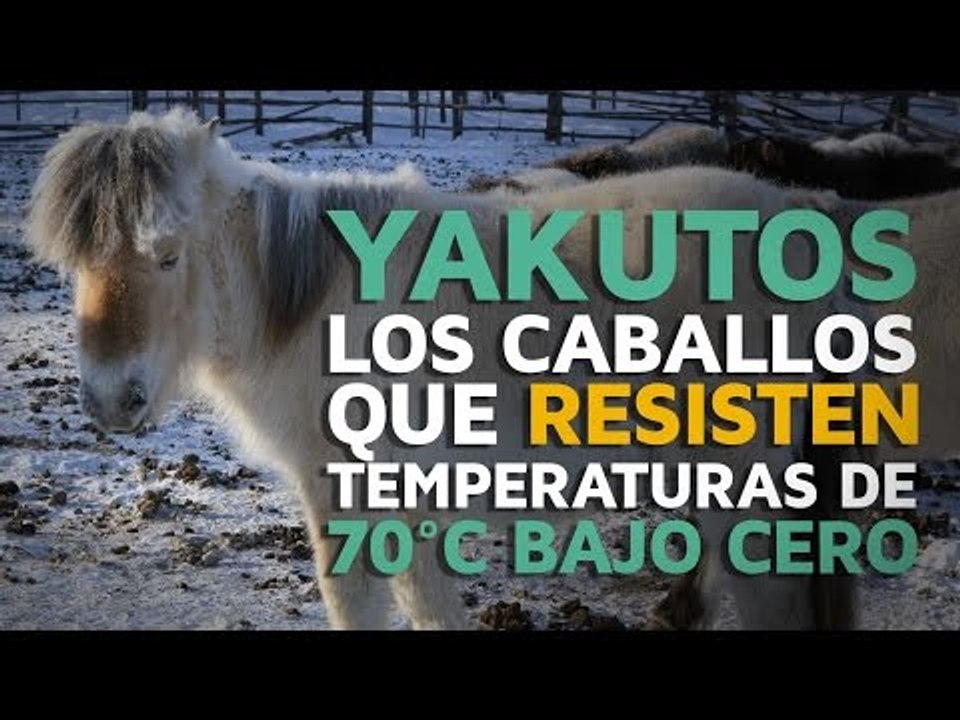 Yakutos, los caballos que resisten temperaturas de -70ºC
